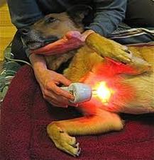 A dog receiving cold laser therapy